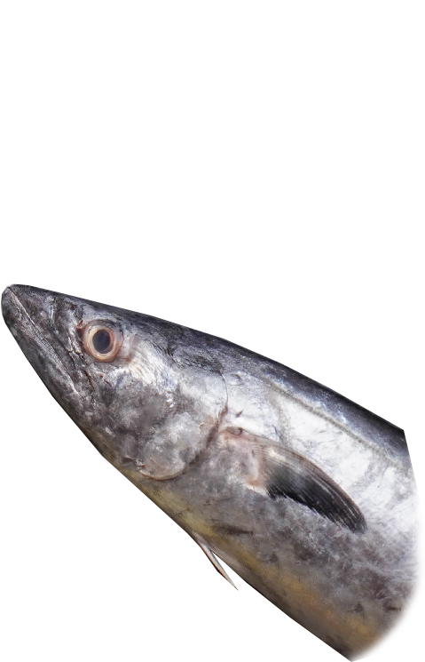 ikan tenggiri